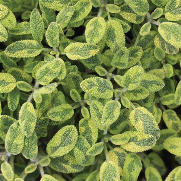 Salvia officinalis Icterina - Bloom
