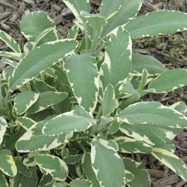Salvia officinalis Other Berggarten Variegated - Bloom