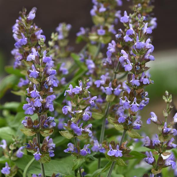 Salvia officinalis Silver Scent - Bloom