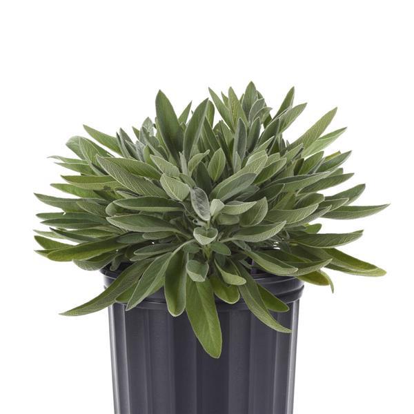 Salvia officinalis Other Silver Scent - Container