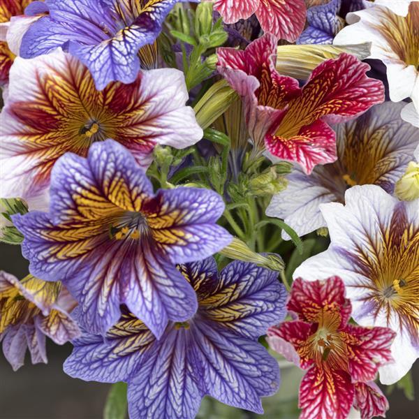 Salpiglossis Tora Staring Eyes Mix - Bloom