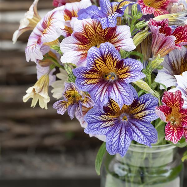 Salpiglossis Tora Staring Eyes Mix - Container