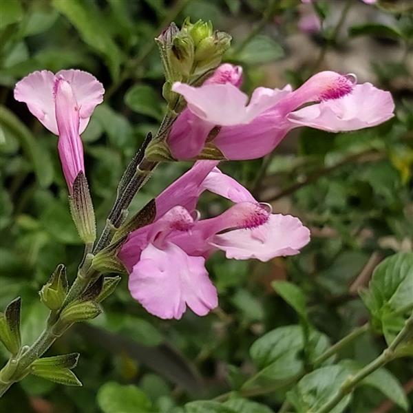 Salvia Pink Shell - Bloom