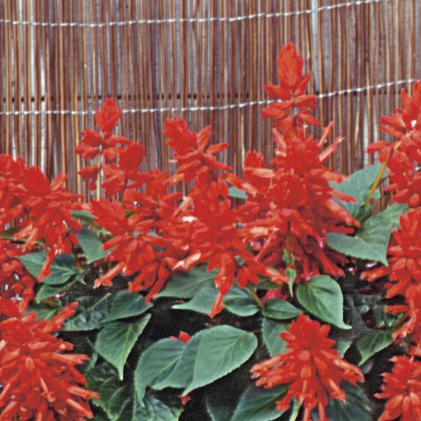 Salvia Scarlet King - Bloom
