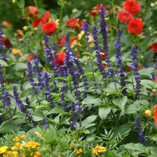 PLANT NAME Commercial Landscape 1