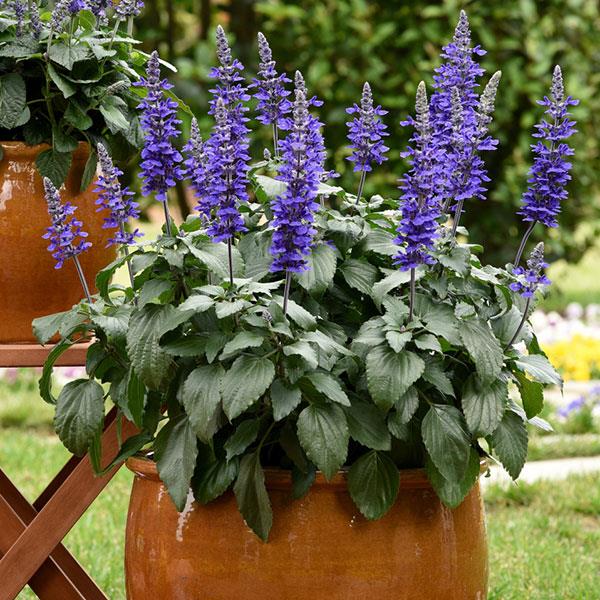 PLANT NAME Container
