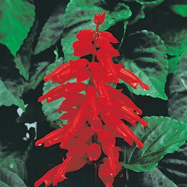 Salvia Red Hot Sally II - Bloom
