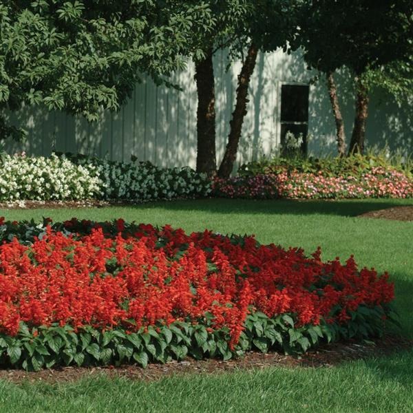 Salvia Other Red Hot Sally II - Commercial Landscape 1