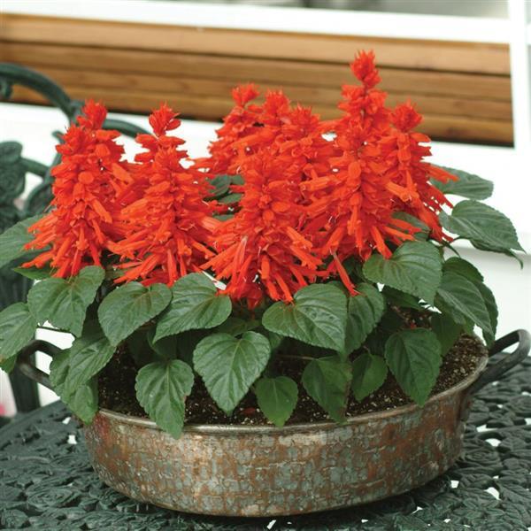 Salvia Other Red Hot Sally II - Container