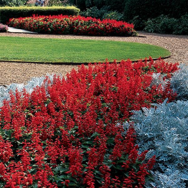 Salvia Other Red Hot Sally II - Landscape