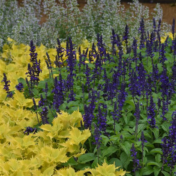 PLANT NAME Commercial Landscape 2