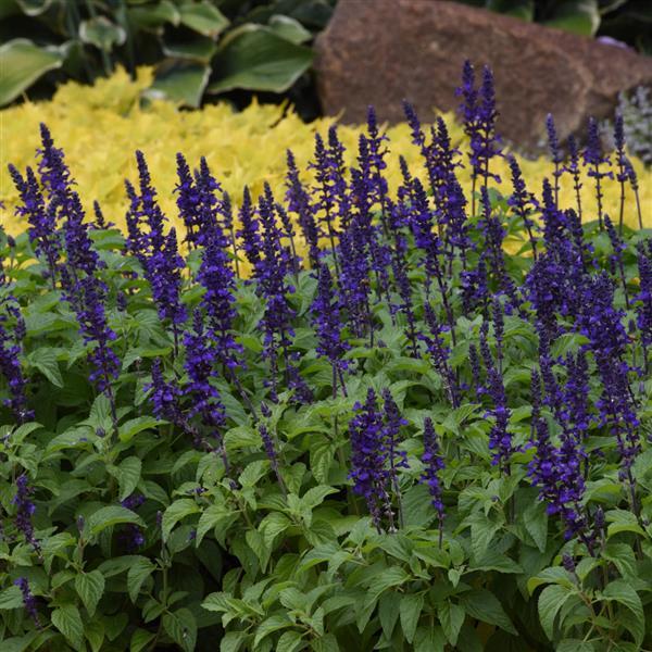 PLANT NAME Commercial Landscape 3