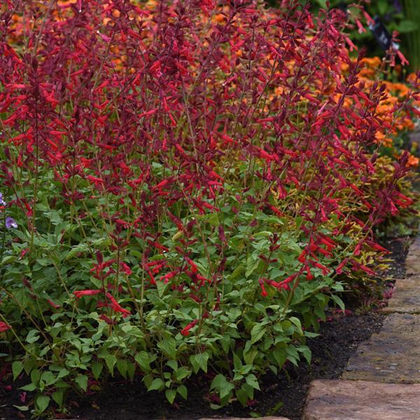 PLANT NAME Commercial Landscape 1