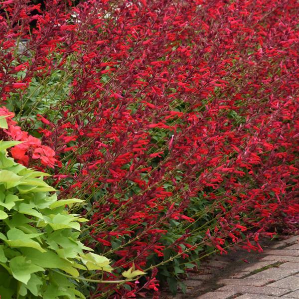 PLANT NAME Commercial Landscape 2