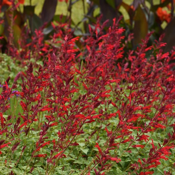 PLANT NAME Commercial Landscape 3