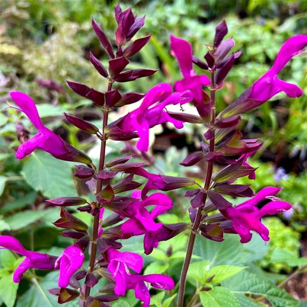 Salvia Berry Blast - Bloom