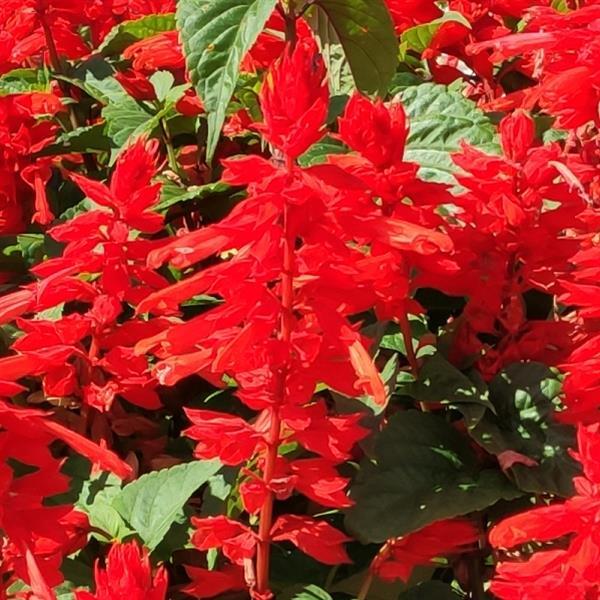 Salvia Red Hill - Bloom