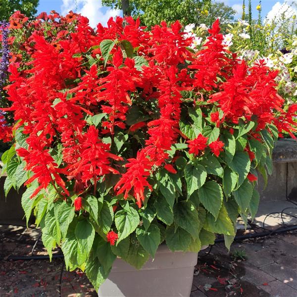 Salvia Other Red Hill - Container