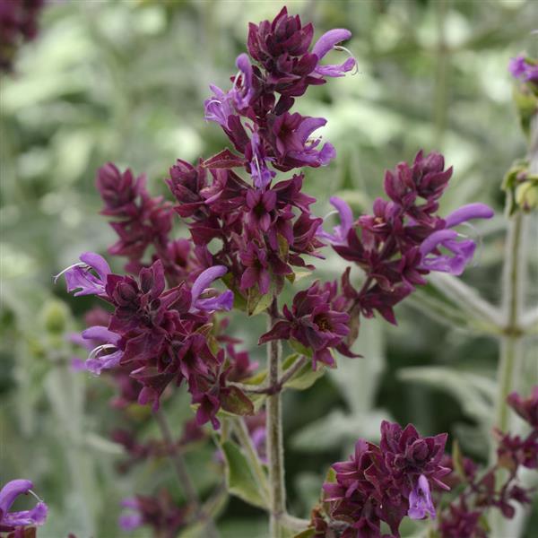 Salvia Lancelot - Bloom