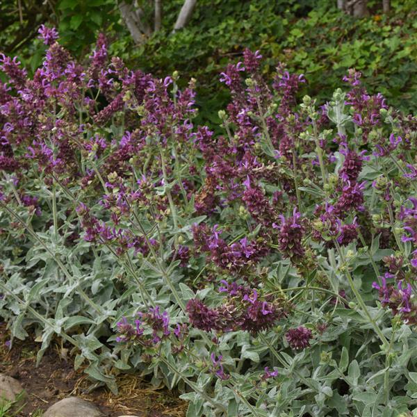 Salvia Other Lancelot - Commercial Landscape 1