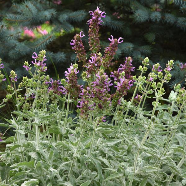 Salvia Other Lancelot - Commercial Landscape 2
