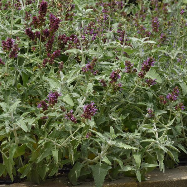 Salvia Other Lancelot