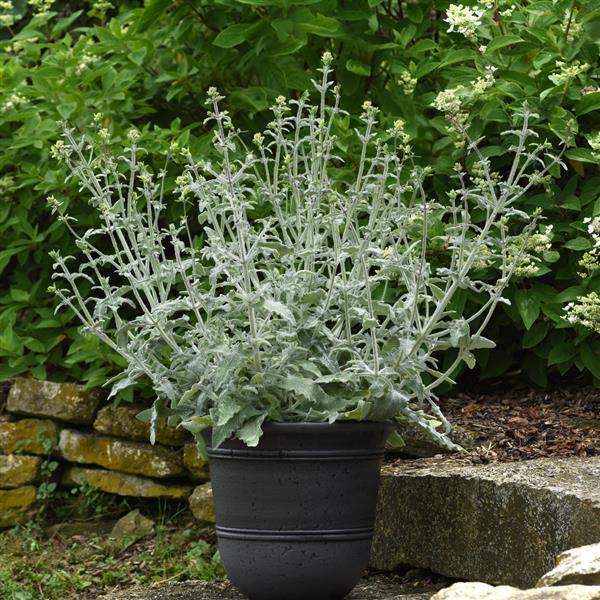 Salvia Other Lancelot - Container
