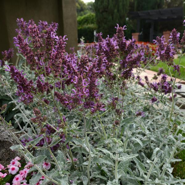 Salvia Other Lancelot - Landscape