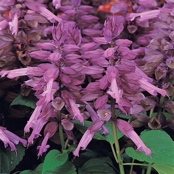 Salvia Vista Lavender - Bloom