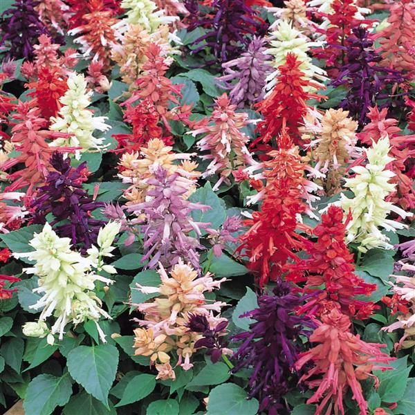 Salvia Vista™ Mixture - Bloom