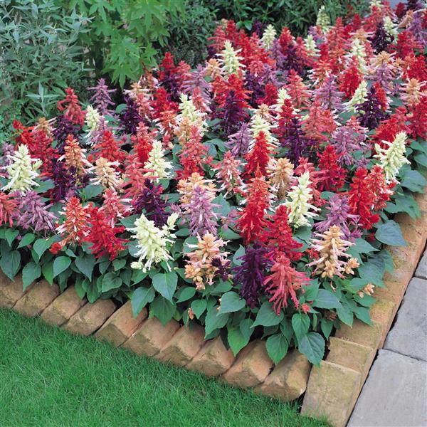 Salvia Vista Mixture - Landscape
