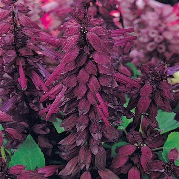 Salvia Vista™ Purple - Bloom