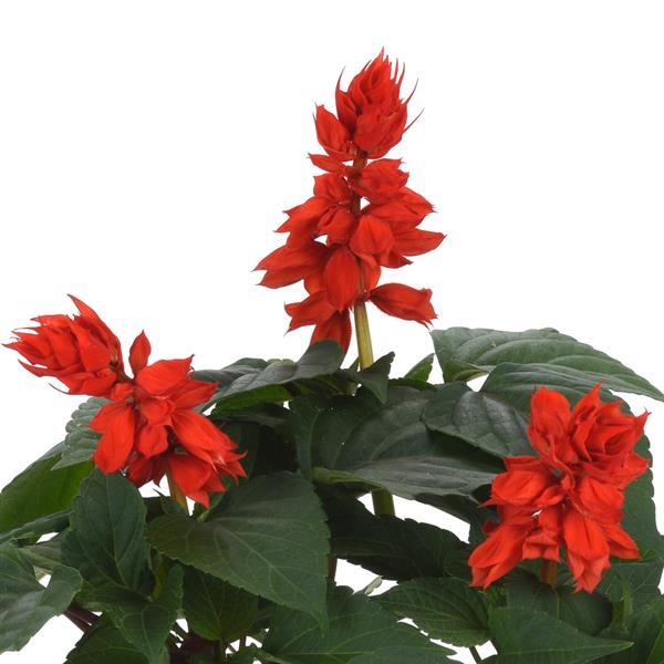Salvia Vista™ Red - Bloom