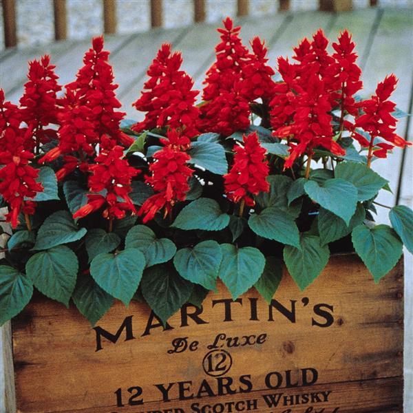 Salvia Vista Red - Container
