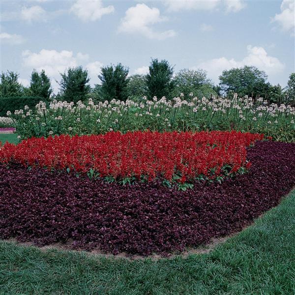 Salvia Vista Red - Landscape