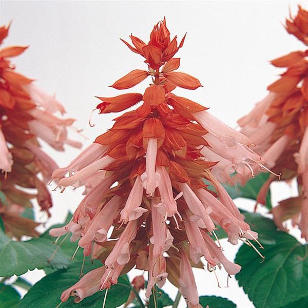 Salvia Vista™ Salmon - Bloom