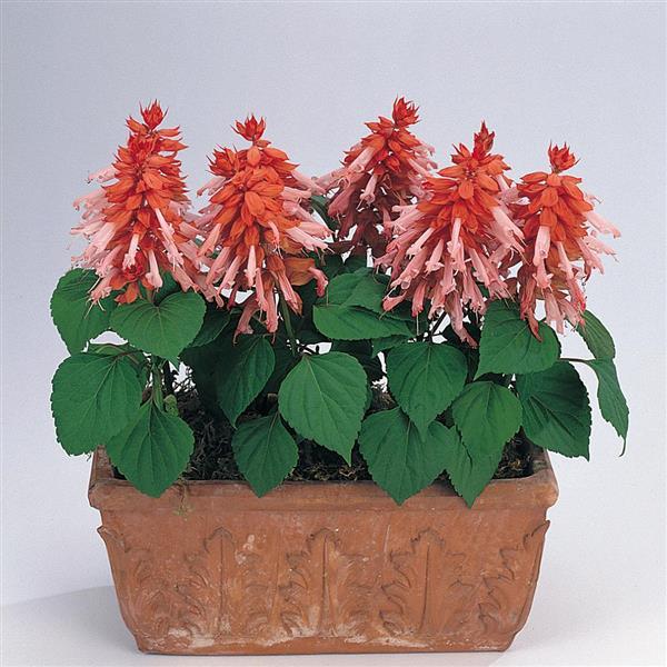 Salvia Vista Salmon - Container
