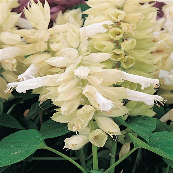Salvia Vista™ White - Bloom