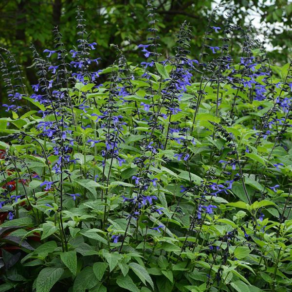 PLANT NAME Landscape