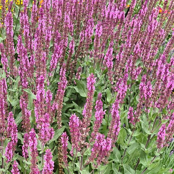 Salvia Caradonna Pink - Bloom