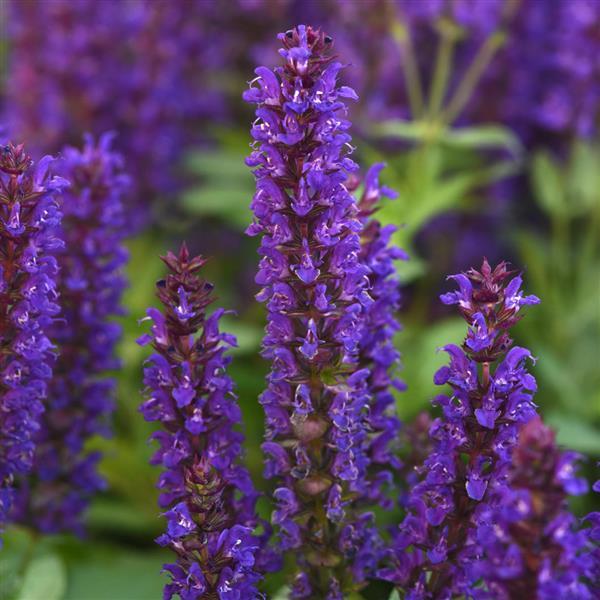 Salvia Salvatini - Bloom