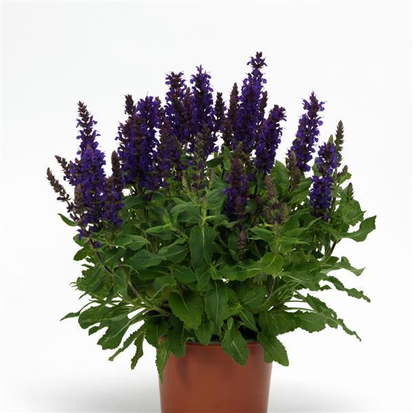 Salvia Other Salvatini - Container
