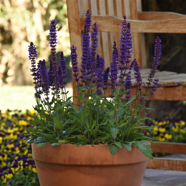 Salvia Other Salvatore Blue - Container