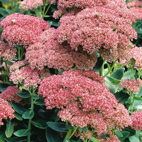 Sedum Autumn Joy - Bloom