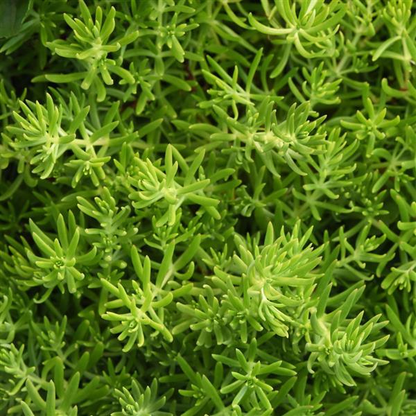 Sedum Gold Mound - Bloom