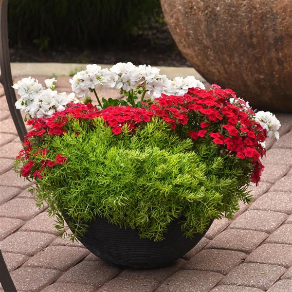 Sedum Other Gold Mound - Container