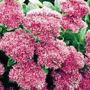 Sedum Neon - Bloom