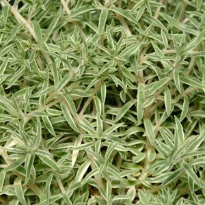 Sedum lineare Sea Urchin - Bloom