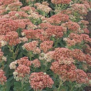 Sedum Other Autumn Fire - Bloom