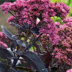 Sedum Black Jack - Bloom